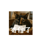 小花達の日常会話スタンプ（台湾華語）（個別スタンプ：23）