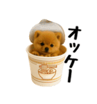 おいしそうなポメラニアン（個別スタンプ：4）