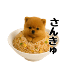 おいしそうなポメラニアン（個別スタンプ：5）