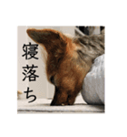 アイドル犬ロールのスタンプ⭐️（個別スタンプ：2）