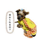 アイドル犬ロールのスタンプ⭐️（個別スタンプ：6）