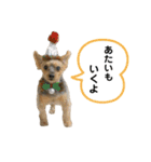 アイドル犬ロールのスタンプ⭐️（個別スタンプ：7）