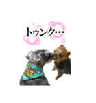 アイドル犬ロールのスタンプ⭐️（個別スタンプ：10）