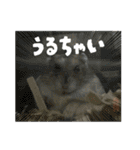 とのまるでち。（個別スタンプ：1）