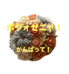 ポーランド語の発音（個別スタンプ：10）