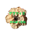 ポーランド語の発音（個別スタンプ：11）