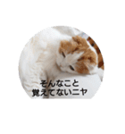りんちゃんとルルさんの言い分（個別スタンプ：5）
