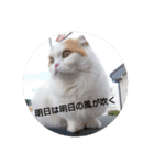 りんちゃんとルルさんの言い分（個別スタンプ：7）