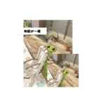 カマキリの世界（個別スタンプ：7）