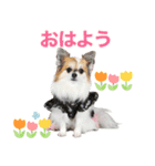 ウユ アンジュ イブ ちゃんのスタンプです（個別スタンプ：7）