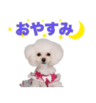 ウユ アンジュ イブ ちゃんのスタンプです（個別スタンプ：8）