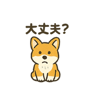 もふもふコーギーのスタンプセット（個別スタンプ：14）