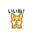 もふもふコーギーのスタンプセット（個別スタンプ：24）