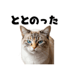 サウナ行きたい猫（個別スタンプ：1）