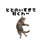 サウナ行きたい猫（個別スタンプ：3）