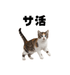 サウナ行きたい猫（個別スタンプ：4）
