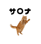サウナ行きたい猫（個別スタンプ：5）