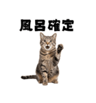 サウナ行きたい猫（個別スタンプ：6）