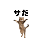 サウナ行きたい猫（個別スタンプ：8）