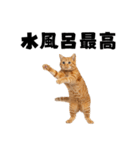 サウナ行きたい猫（個別スタンプ：9）