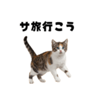 サウナ行きたい猫（個別スタンプ：13）