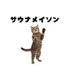 サウナ行きたい猫（個別スタンプ：15）