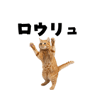 サウナ行きたい猫（個別スタンプ：18）