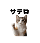 サウナ行きたい猫（個別スタンプ：20）