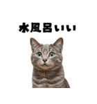 サウナ行きたい猫（個別スタンプ：25）