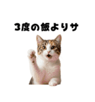 サウナ行きたい猫（個別スタンプ：28）