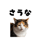 サウナ行きたい猫（個別スタンプ：34）