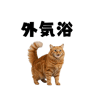 サウナ行きたい猫（個別スタンプ：35）