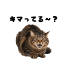 サウナ行きたい猫（個別スタンプ：38）
