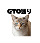ポーカー好きの猫（個別スタンプ：1）