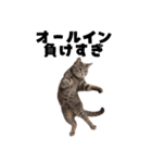 ポーカー好きの猫（個別スタンプ：3）