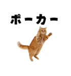 ポーカー好きの猫（個別スタンプ：5）