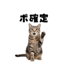 ポーカー好きの猫（個別スタンプ：6）
