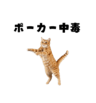 ポーカー好きの猫（個別スタンプ：7）