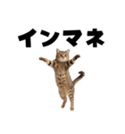 ポーカー好きの猫（個別スタンプ：8）