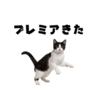 ポーカー好きの猫（個別スタンプ：10）