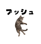 ポーカー好きの猫（個別スタンプ：11）