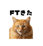 ポーカー好きの猫（個別スタンプ：12）