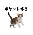 ポーカー好きの猫（個別スタンプ：13）