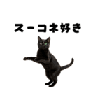 ポーカー好きの猫（個別スタンプ：14）