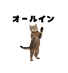 ポーカー好きの猫（個別スタンプ：15）