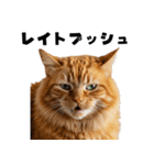ポーカー好きの猫（個別スタンプ：16）