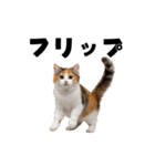 ポーカー好きの猫（個別スタンプ：17）