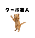 ポーカー好きの猫（個別スタンプ：18）