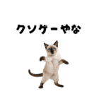 ポーカー好きの猫（個別スタンプ：19）