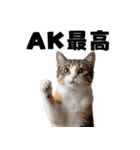 ポーカー好きの猫（個別スタンプ：20）